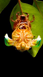 Cicada Emerges From Its Own Shell🐛🪩
