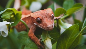 Types of Crested Geckos (25 Morphs) - SnakeTracks.com