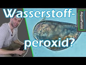 Chemiekeule gegen Muschelkrebse? Hilf Wasserstoffperoxid in deinem Aquarium?