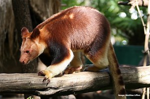 11 Unique Australian Animals (And Some You Never Knew Existed!)