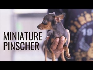 Cute Miniature pinscher facts and features!