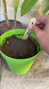 شاهد زراعة البطيخ الاصفر من البذور..! 😲 مش هتصدق تابع للنهايه 😮♻️