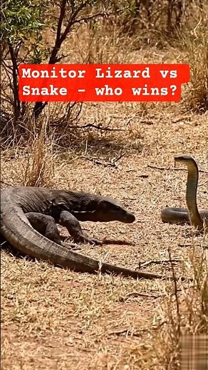 Monitor Lizard Vs Snake Fight| Real Wild Life #shorts