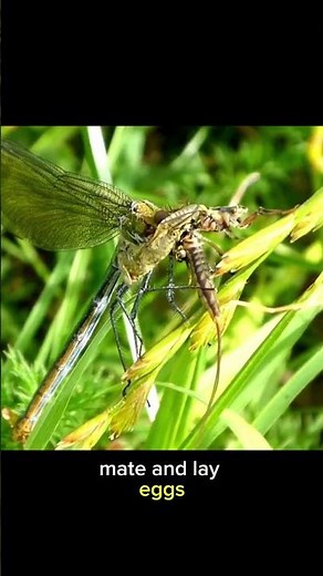 The Mayfly: The Insect That Lives for Just One Day!