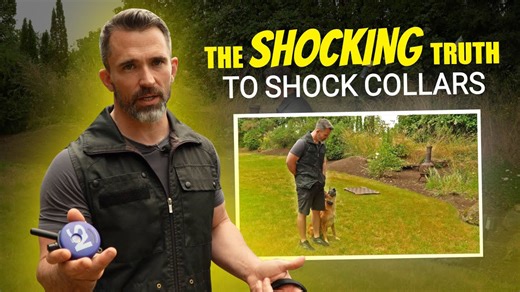 Stop Bad Behavior Fast: How to Correct Your Dog the Right Way