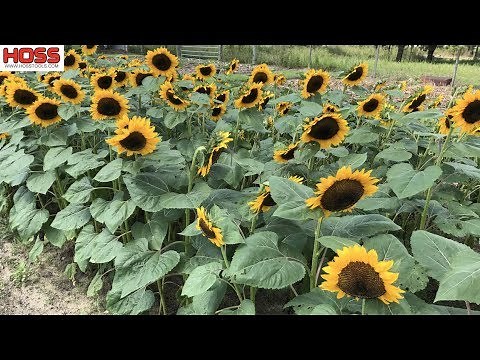 The EASY Way to Plant Rows of SUNFLOWERS!