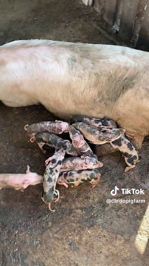 #framing #trending #viral #pigfarmers #livestock #pigfarmers #livestock #cow #viral_video #pigs #pig