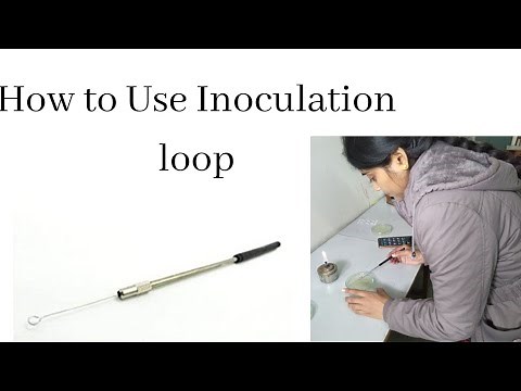 Inoculation loop | How to use inoculation loop | Microbiology laboratory