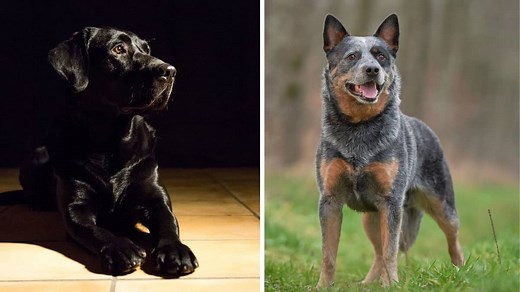 Black Lab Australian Cattle Dog Mix – Is This A Good Companion Pet
