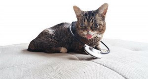 What Is the Assisi Loop and How Can It Help Pet Orthopedics?