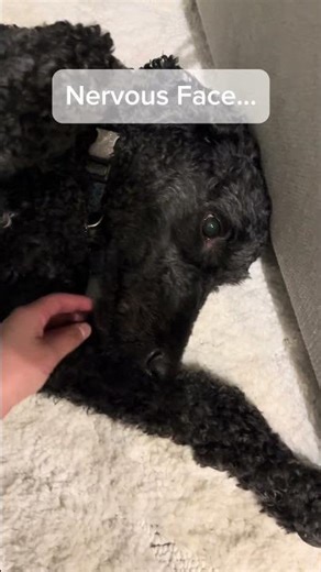 He looks nervous… yet #dog #labradoodle #funny