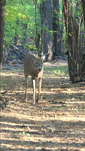 Rattled In This Buck | Deer Hunting