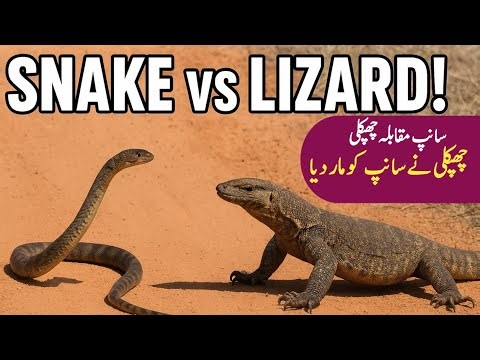 Snake vs Monitor Lizard Intense Wild Battle Caught on Camera Footage | Escapes Snake Predation