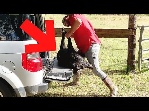 TRAPPING & Taming *WILD PIGS* (How to Trap Wild BOAR) Tame in 2 Weeks! ~Effective Method~