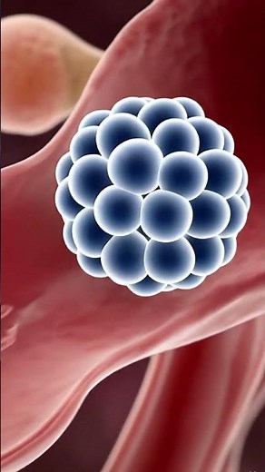 How Human Fertilization Happens | 3D Sperm Meets Egg Animation | AI Anatomy Explained