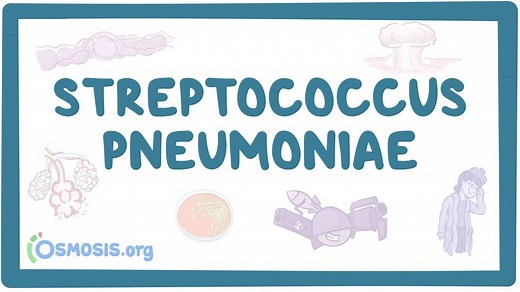 Streptococcus pneumoniae: Video, Causes, & Meaning | Osmosis