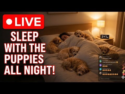 Sleep with Us 🌙 Ruby & Puppies Snoozing (Deep Sleep Music) | Sleep Aid
