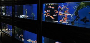 Fish for sale at The Fish Works