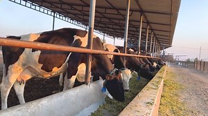 The Massive World of Cattle Farming and Production