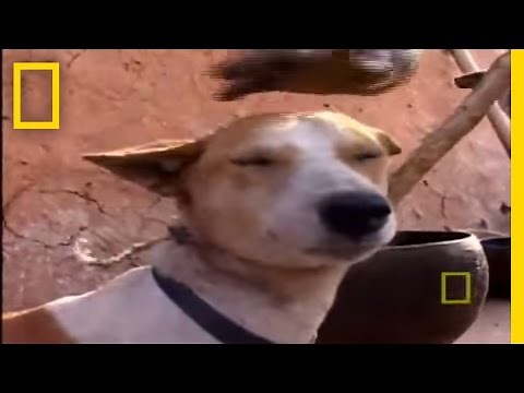 Eating Dog | National Geographic
