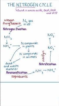 Nitrogen Cycle Explained For A-Level Students #alevelbiology