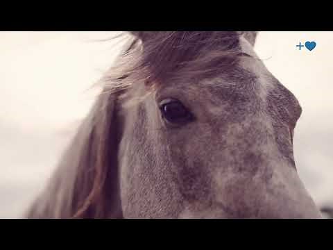 Connecting Hearts: Understanding the Research on the Symbiotic Bond Between Horses and Humans