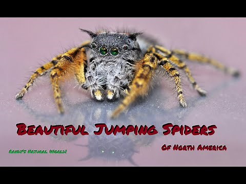 Beautiful Jumping Spiders of North America (East of the Rocky Mountains)