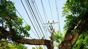 [How To Fix] Tree Branches On Power Line To House (2025)