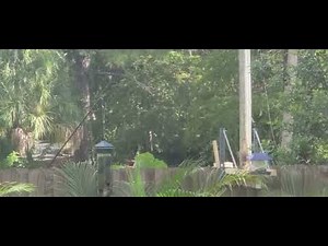 Rodent Rocket squirrel launcher catapult