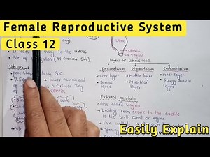 Female Reproductive System Structure & Functions | MDCAT 2024 | Ovum