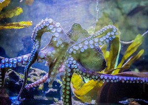 Is the Octopus an Extraterrestrial Life Form? Probably Not, but It's Incredibly Weird
