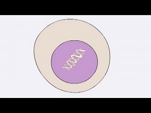 How does cancer start?