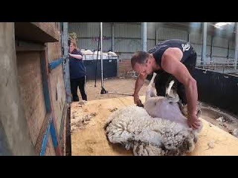 SHEEP SHEARING!