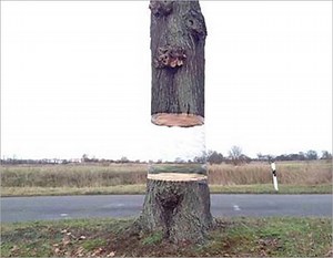 How is this tree floating in air?