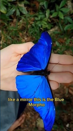Blue Morpho: The Shimmering Jewel of the Rainforest 🦋