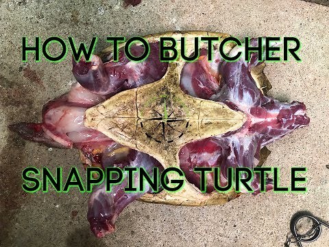How to butcher and clean a snapping turtle.
