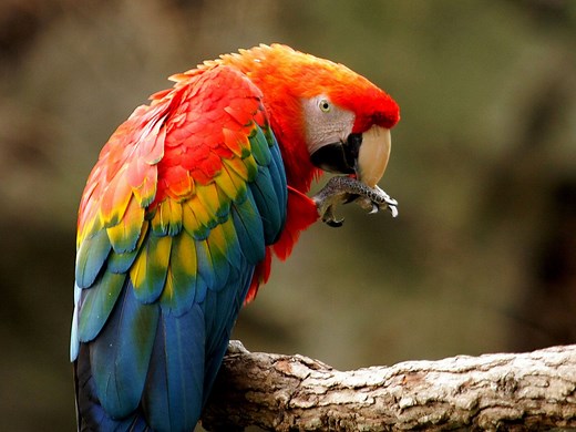 14 Fun Facts About Parrots: They Can Sing, Use Tools and Live a Long, Long Time