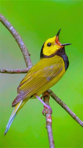 Relaxing Birdsong – Exotic Morning Birds Chirping for Sleep, Study & Relaxation