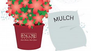 Winter Care for Encore Azaleas (A Guide) | Encore Azalea