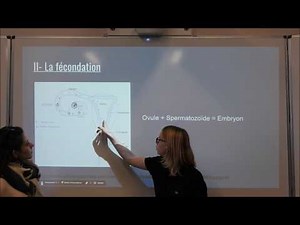 La reproduction humaine