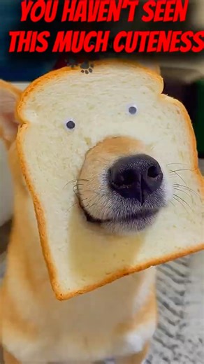 Cutest Animals on Earth 🐶🐱🦙 | You WON’T Survive the Last One 😭💖 #shorts