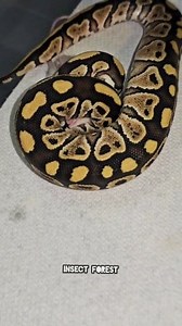 78K views · 709 reactions | Ball python eating white mouse #python #mouse #feeding #snake #rat #mice #insects | Insect Forest | Facebook