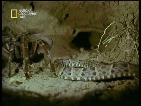 Goliath Tarantula vs Fer-de-lance Snake - جدال ديدني رتيل با مار