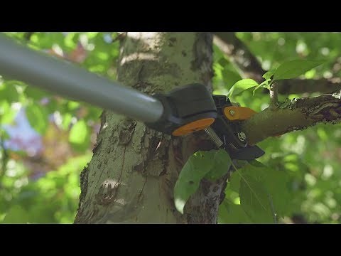 How to use tree pruners and branch saws