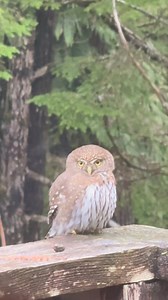 1.7K views · 115 reactions | Rustic Log on Reels | Facebook