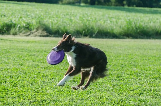 8 Reasons Why Do Dogs Run In Circles?  5 Ways To Stop This