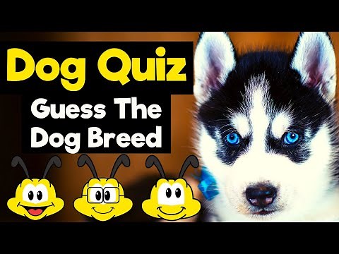Dogs Trivia Quiz - GUESS The Dog Breed - 20 Dogs Questions and Answers - 20 Dogs Fun Facts