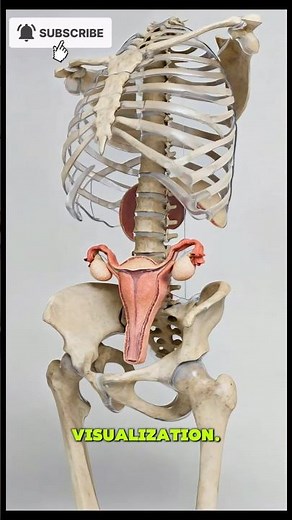 Female Reproductive System 3D Visualization | Human Anatomy Explained