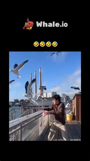 FunLabFactory on Instagram: "- The video compiles a series of incidents where seagulls aggressively steal food from unsuspecting individuals in various public settings, such as beaches, piers, and even drive-throughs, reflecting a growing trend of urban wildlife adaptation documented in a 2024 study by the University of Exeter, which found that seagulls in coastal cities have increasingly bold behaviors due to human food availability, challenging the notion that such interactions are merely anec