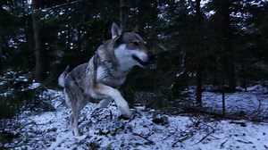 Wolves Running Through Forest Winter Atmosphere Stock Footage Video (100% Royalty-free) 1008106597 | Shutterstock
